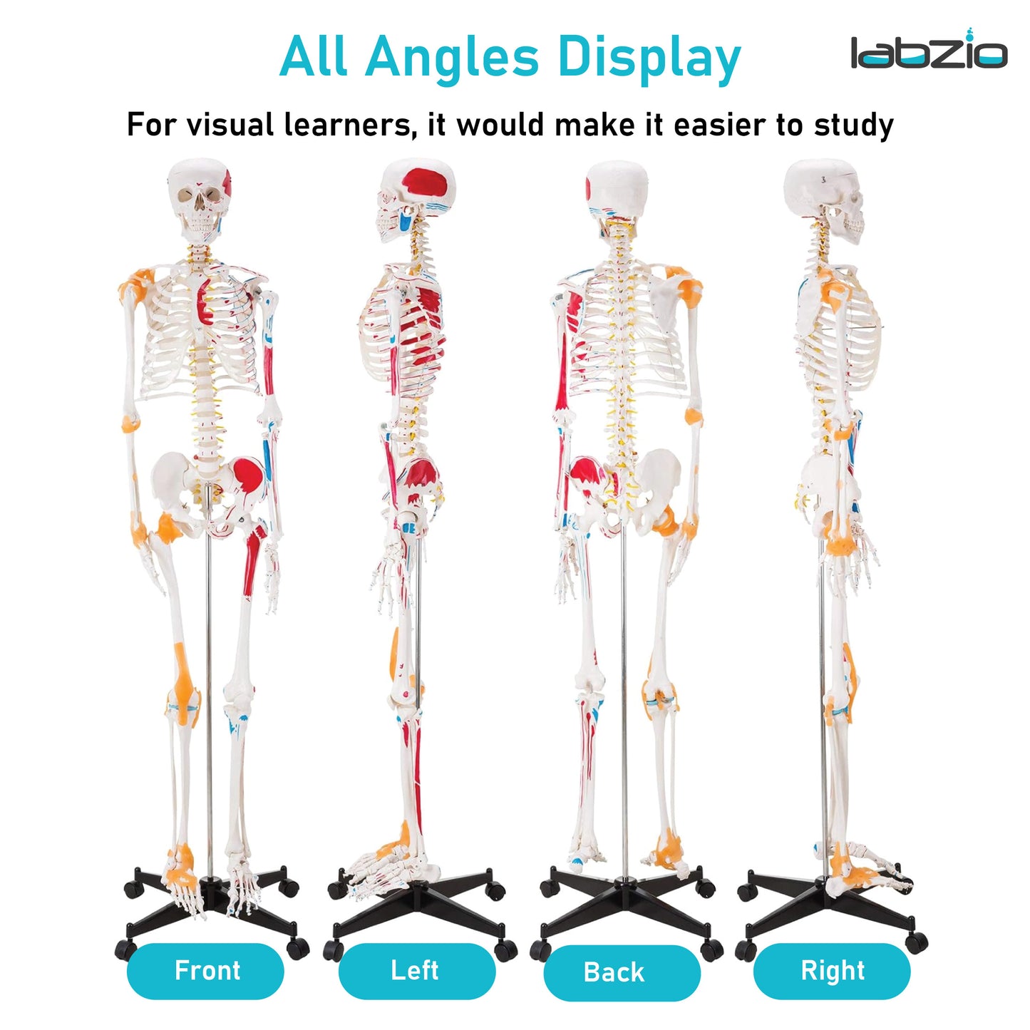 LABZIO 170cm Premium Human Skeleton Model | Anatomical Model with Spinal Nerves, Flexible Ligaments & Painted Muscles Showing Insertions & Origins | 3-Part Removable Skull for Medical Study