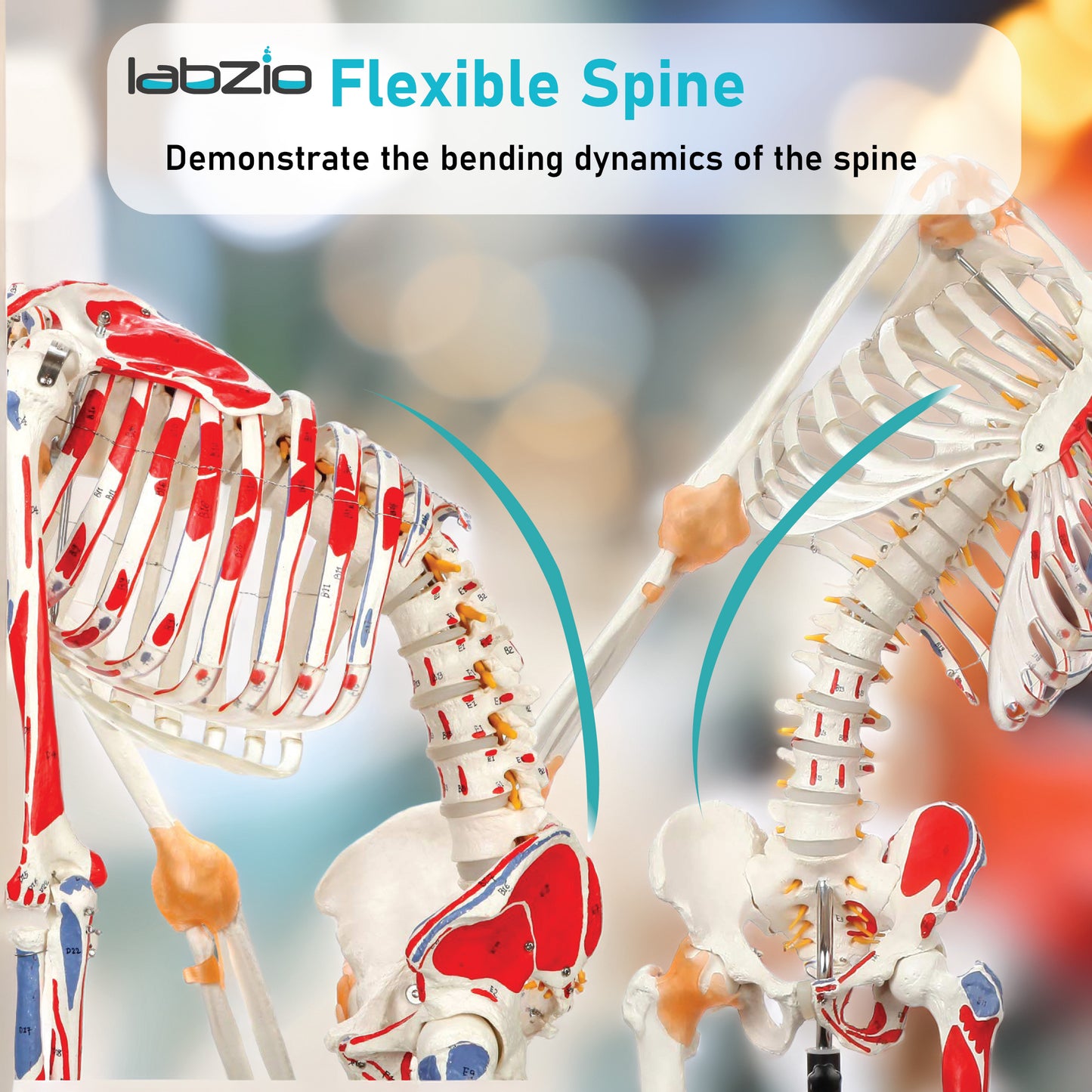 LABZIO 170cm Premium Human Skeleton Model | Anatomical Model with Spinal Nerves, Flexible Ligaments & Painted Muscles Showing Insertions & Origins | 3-Part Removable Skull for Medical Study