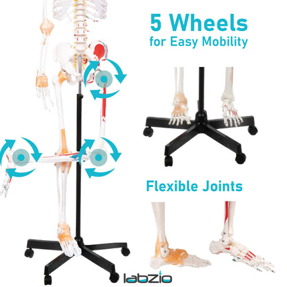 LABZIO 170cm Premium Human Skeleton Model | Anatomical Model with Spinal Nerves, Flexible Ligaments & Painted Muscles Showing Insertions & Origins | 3-Part Removable Skull for Medical Study