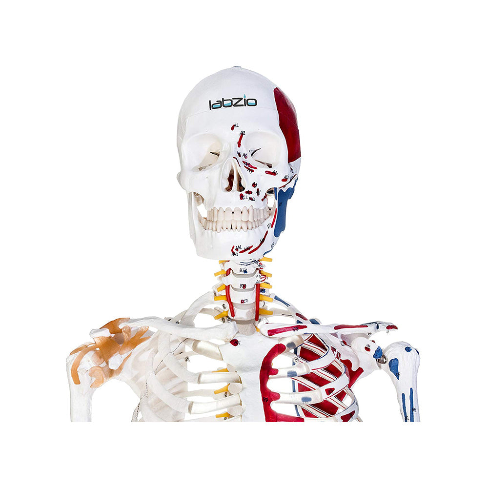 Premium Human Skeleton Model 3 Parts with Flexible Spine, Showing Spinal Nerves, With Flexible Ligaments & Painted Muscles To Show Insertions and Origins