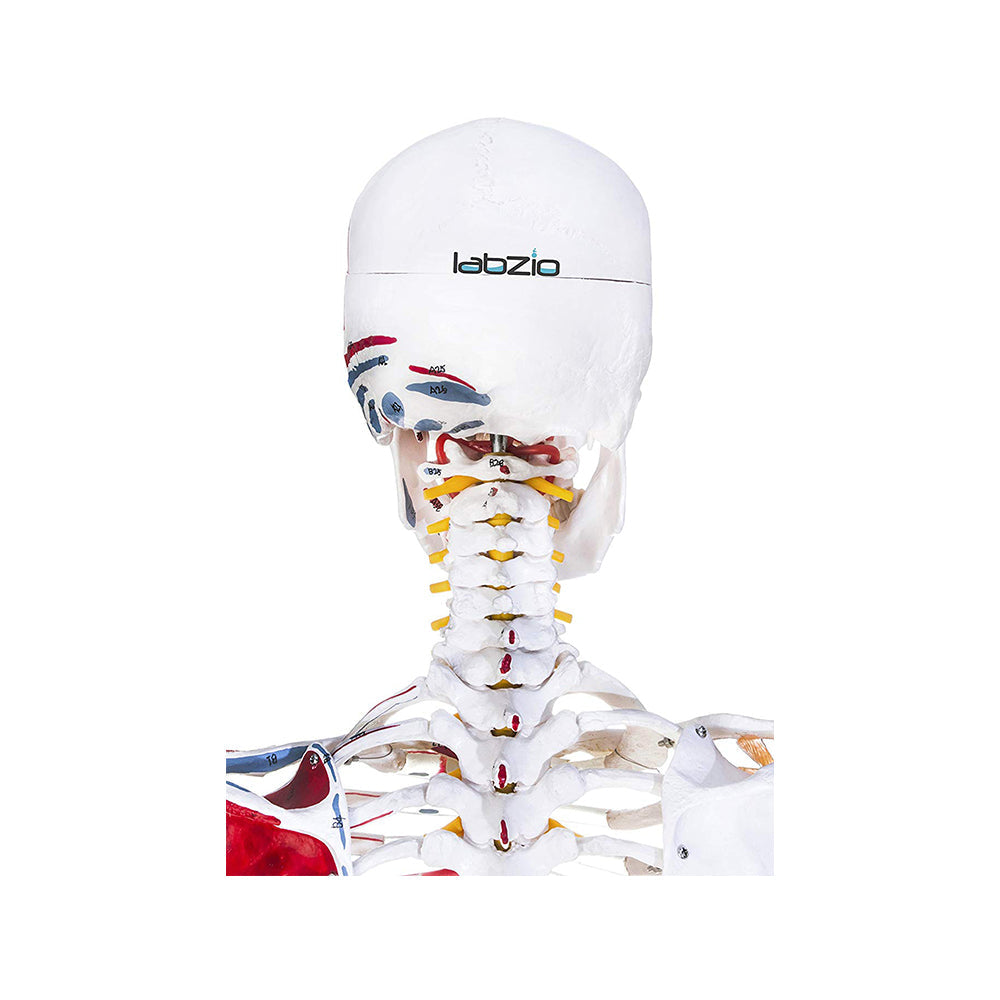 Premium Human Skeleton Model 3 Parts with Flexible Spine, Showing Spinal Nerves, With Flexible Ligaments & Painted Muscles To Show Insertions and Origins