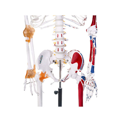 Premium Human Skeleton Model 3 Parts with Flexible Spine, Showing Spinal Nerves, With Flexible Ligaments & Painted Muscles To Show Insertions and Origins