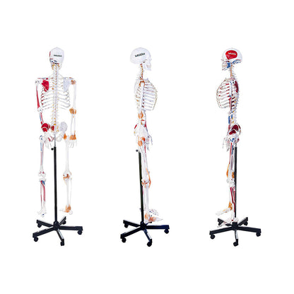 Premium Human Skeleton Model 3 Parts with Flexible Spine, Showing Spinal Nerves, With Flexible Ligaments & Painted Muscles To Show Insertions and Origins