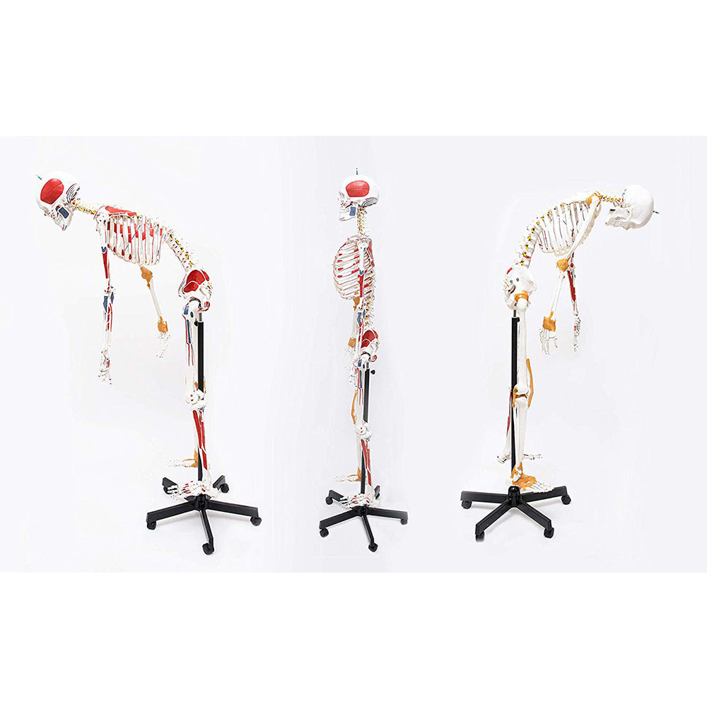 Premium Human Skeleton Model-170cm, Showing Spinal Nerves,Flexible Spine, Flexible Ligaments & Painted Muscles, 3 Part Skull & Articulating Jaw, Perfect for Orthopedic Research