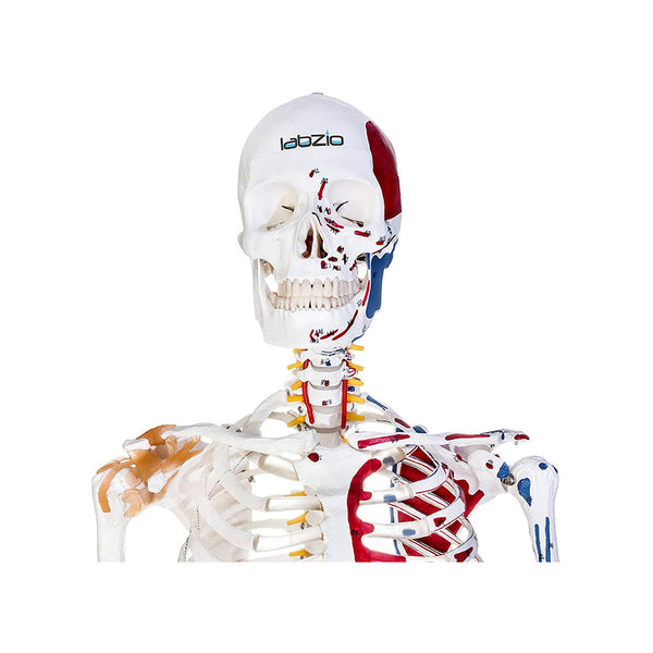 Premium Human Skeleton Model-170cm, Showing Spinal Nerves,Flexible Spine, Flexible Ligaments & Painted Muscles, 3 Part Skull & Articulating Jaw, Perfect for Orthopedic Research