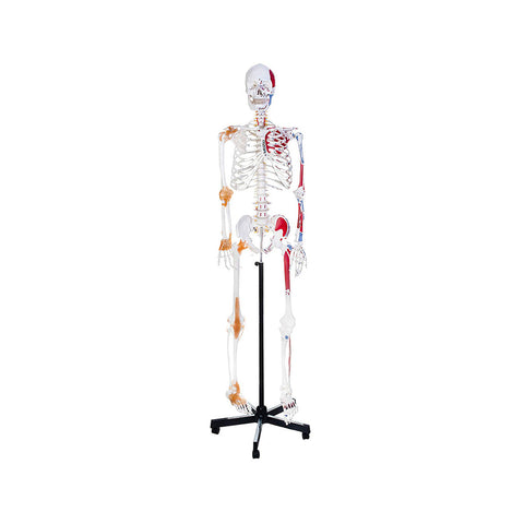 Premium Human Skeleton Model 3 Parts with Flexible Spine, Showing Spinal Nerves, With Flexible Ligaments & Painted Muscles To Show Insertions and Origins
