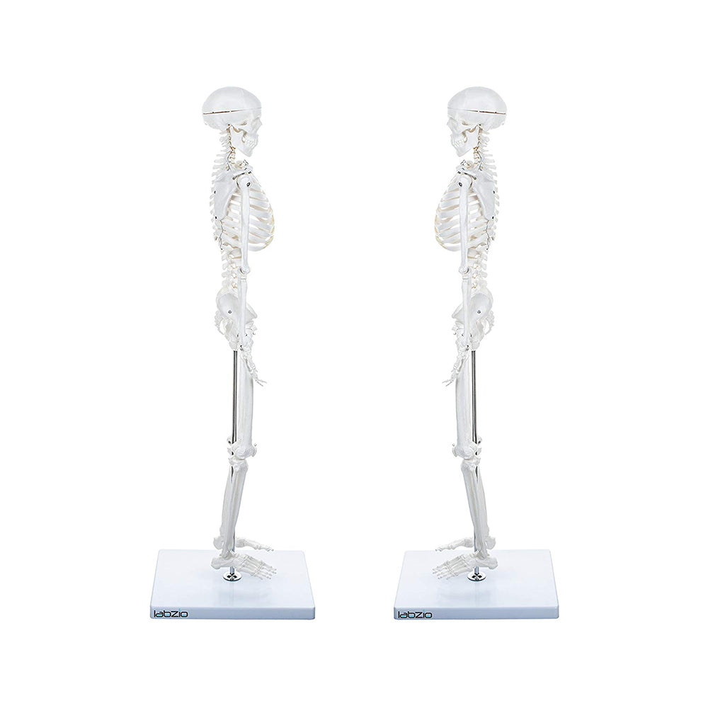 Human Skeleton Model Anatomically Correct With Movable Joints (85 cm)