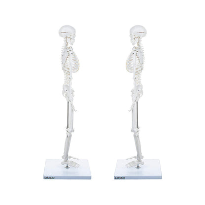 Human Skeleton Model Anatomically Correct With Movable Joints (85 cm)