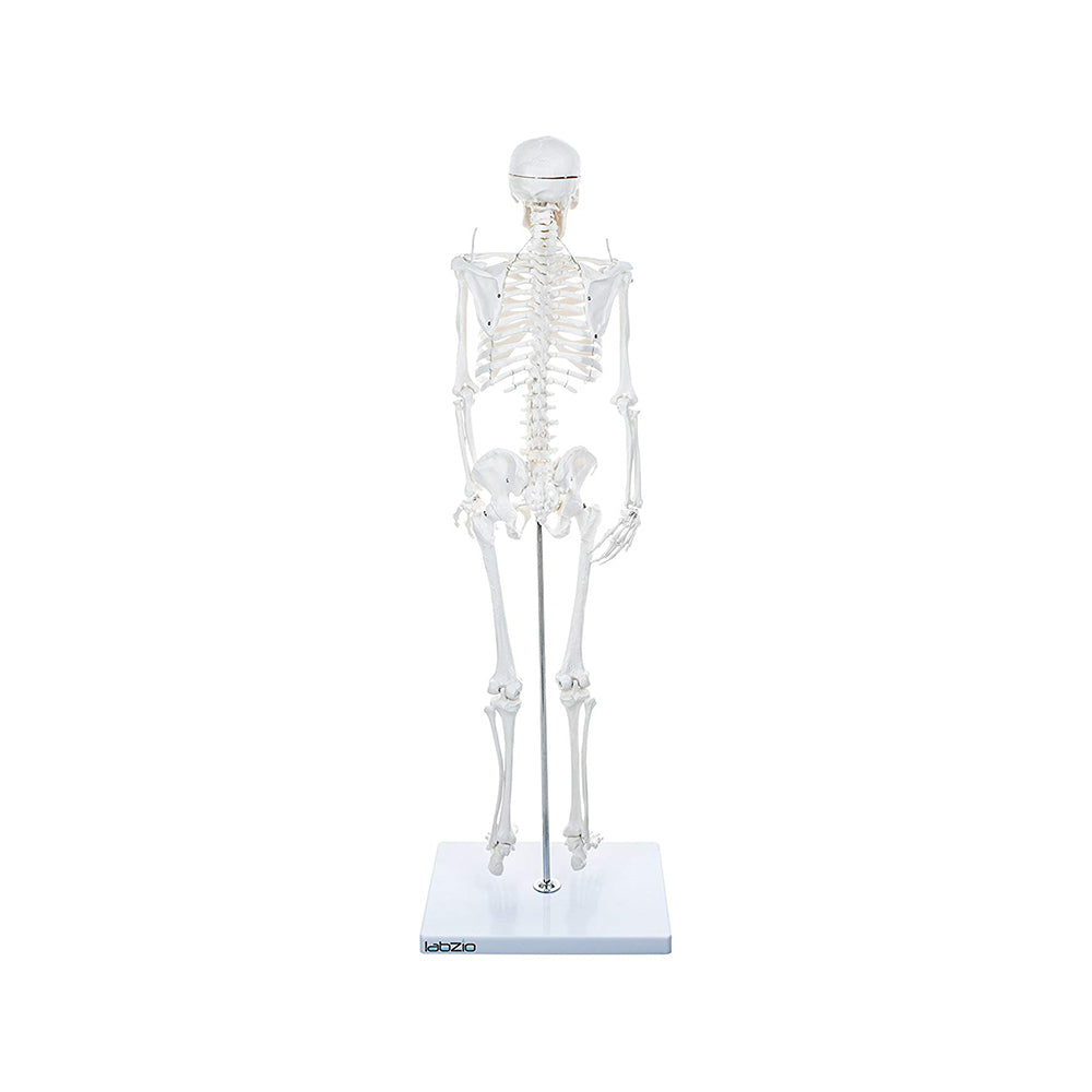 Human Skeleton Model Anatomically Correct With Movable Joints (85 cm)