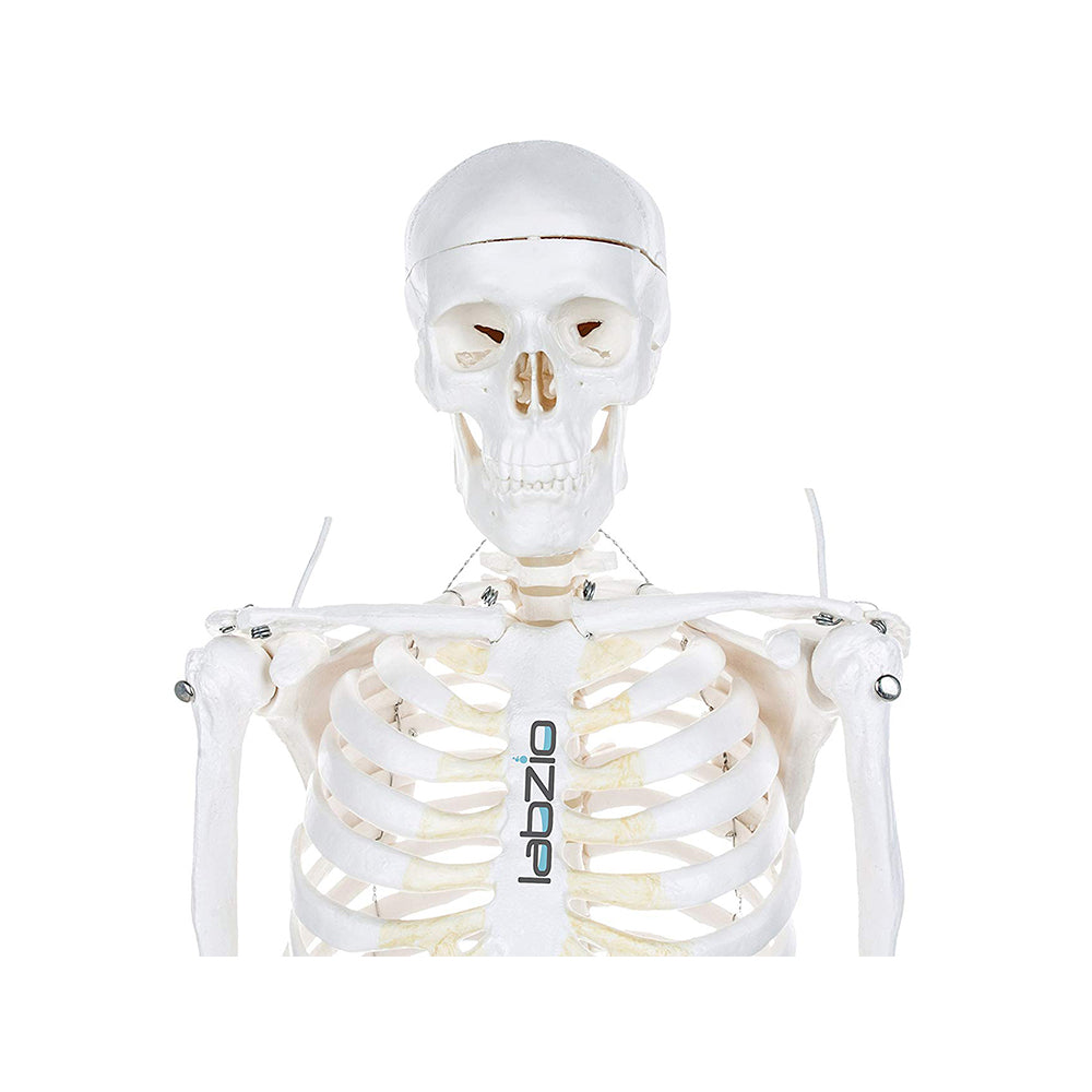 Human Skeleton Model Anatomically Correct With Movable Joints (85 cm)