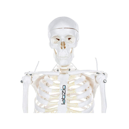 Human Skeleton Model Anatomically Correct With Movable Joints (85 cm)