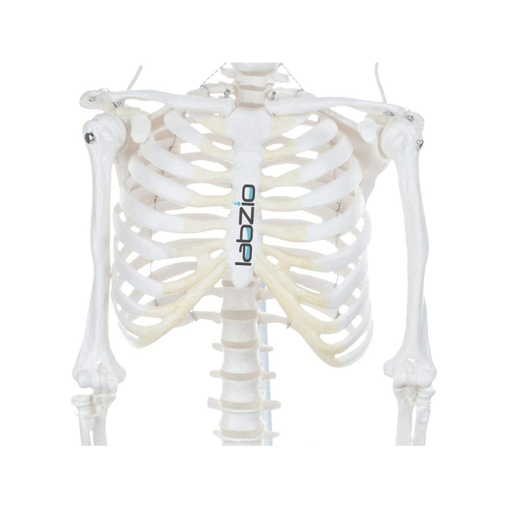 Human Skeleton Model Anatomically Correct With Movable Joints (85 cm)