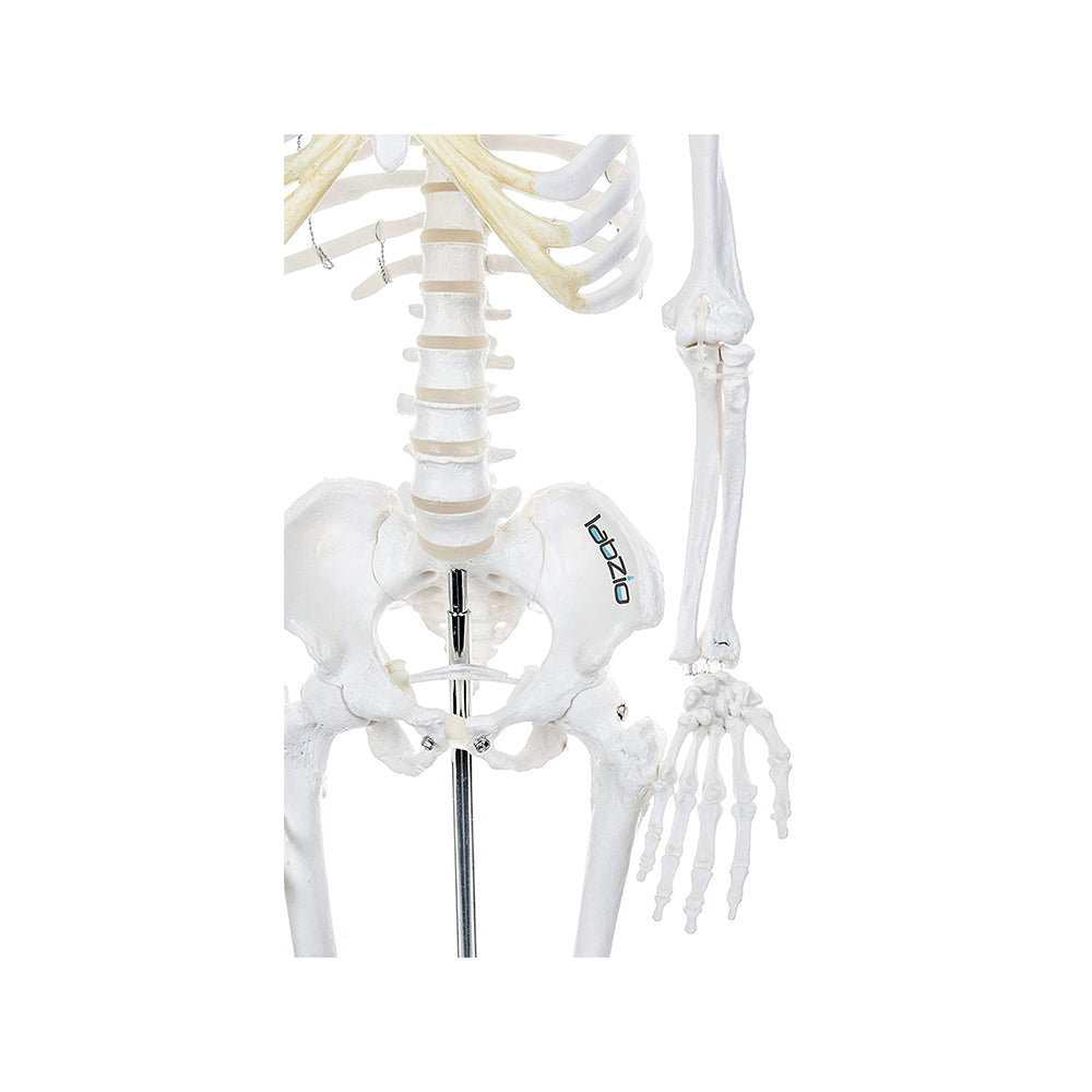 Human Skeleton Model Anatomically Correct With Movable Joints (85 cm)