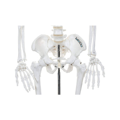 Human Skeleton Model Anatomically Correct With Movable Joints (85 cm)