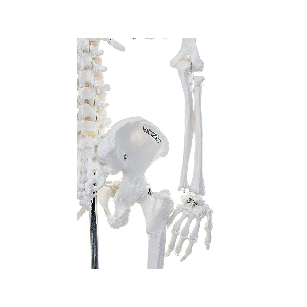 Human Skeleton Model Anatomically Correct With Movable Joints (85 cm)