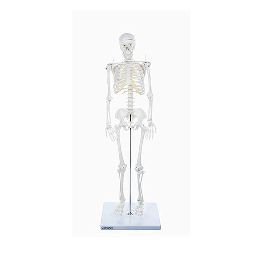 Human Skeleton Model Anatomically Correct With Movable Joints (85 cm)