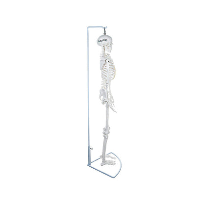 Premium Human Skeleton Hanging Model - 85 cm, Extremely Detailed, Anatomically Correct Detailed Model, Perfect for Orthopaedic Research, Study and Teaching