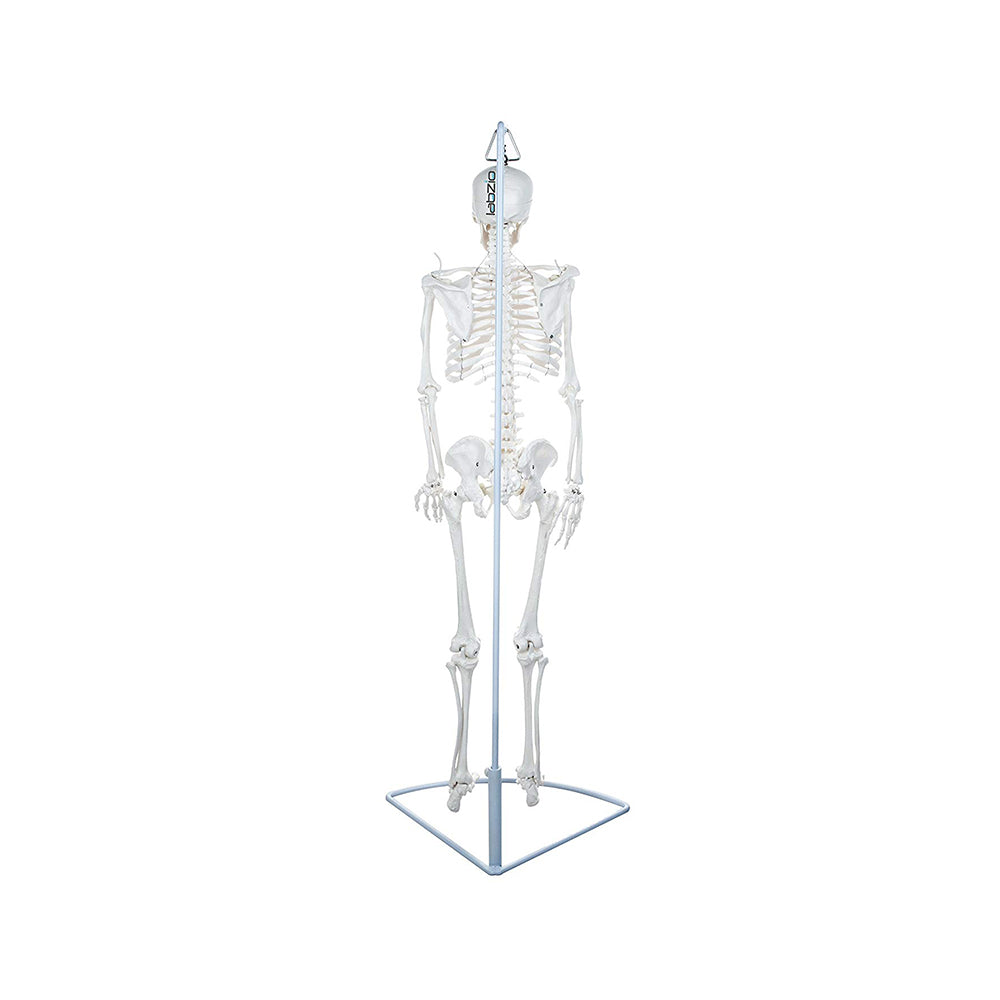 Premium Human Skeleton Hanging Model - 85 cm, Extremely Detailed, Anatomically Correct Detailed Model, Perfect for Orthopaedic Research, Study and Teaching