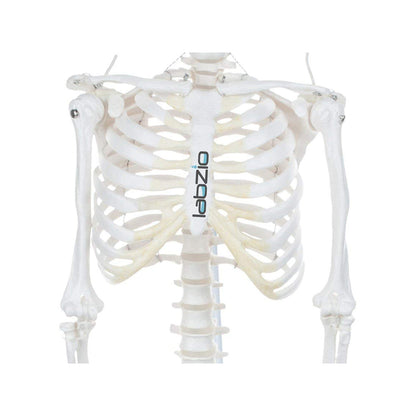 Premium Human Skeleton Hanging Model - 85 cm, Extremely Detailed, Anatomically Correct Detailed Model, Perfect for Orthopaedic Research, Study and Teaching