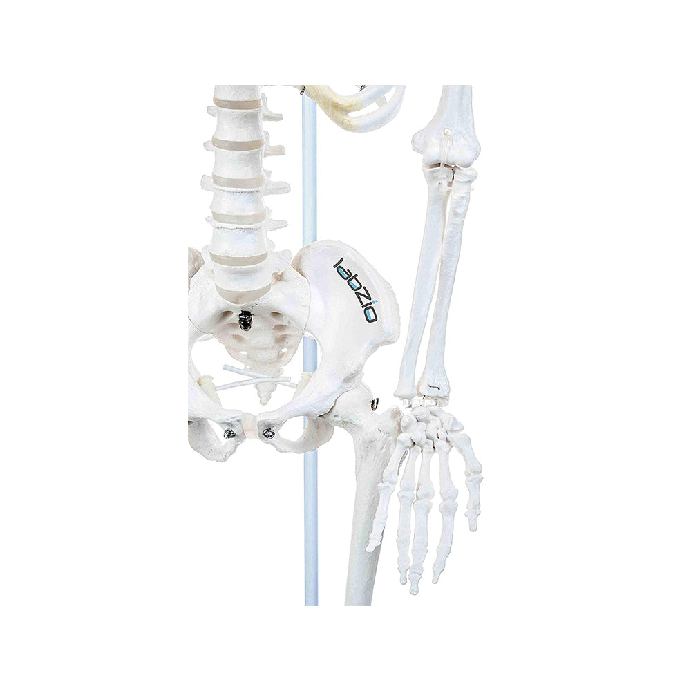 Premium Human Skeleton Hanging Model - 85 cm, Extremely Detailed, Anatomically Correct Detailed Model, Perfect for Orthopaedic Research, Study and Teaching