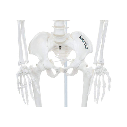 Premium Human Skeleton Hanging Model - 85 cm, Extremely Detailed, Anatomically Correct Detailed Model, Perfect for Orthopaedic Research, Study and Teaching