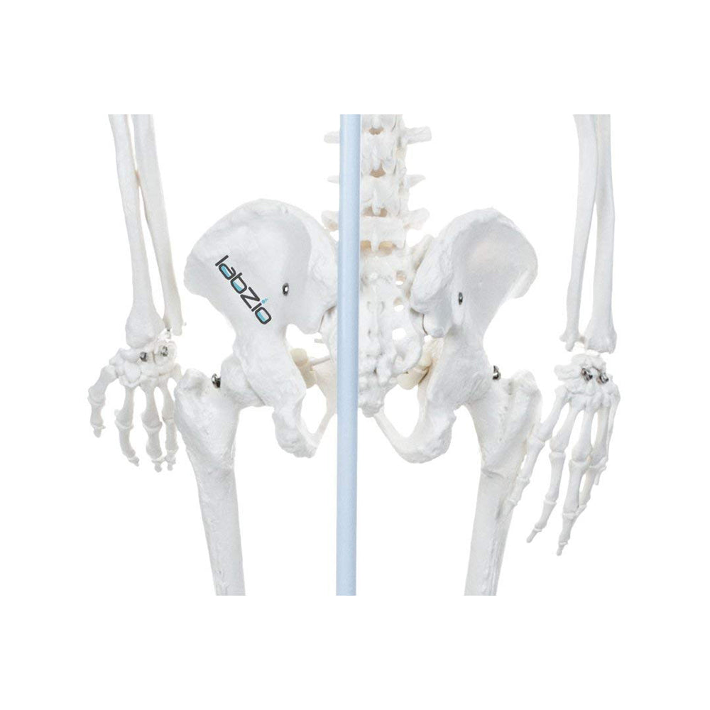 Premium Human Skeleton Hanging Model - 85 cm, Extremely Detailed, Anatomically Correct Detailed Model, Perfect for Orthopaedic Research, Study and Teaching