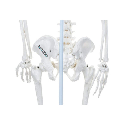 Premium Human Skeleton Hanging Model - 85 cm, Extremely Detailed, Anatomically Correct Detailed Model, Perfect for Orthopaedic Research, Study and Teaching