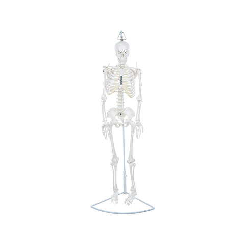 Premium Human Skeleton Hanging Model - 85 cm, Extremely Detailed, Anatomically Correct Detailed Model, Perfect for Orthopaedic Research, Study and Teaching