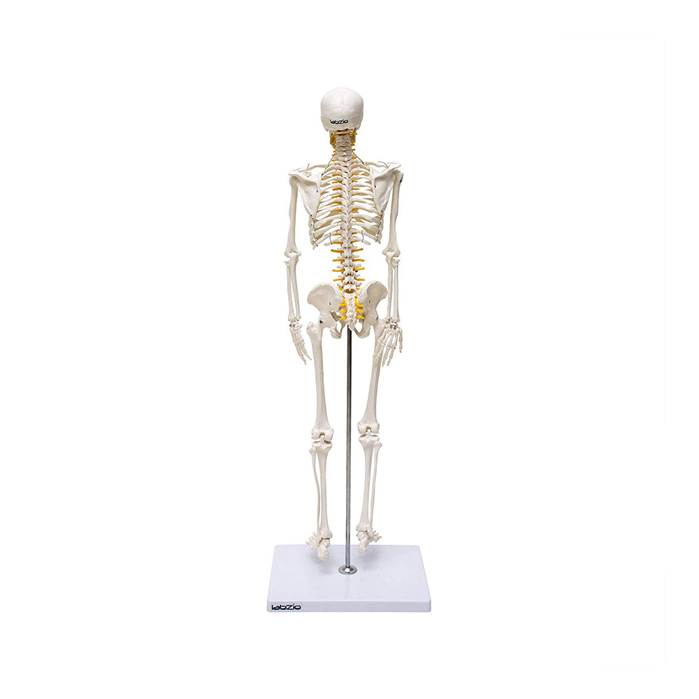 Human Skeleton Model, Anatomically Correct With Movable Joints, 3 Part Skull With Removable Calvarium and Articulating Jaw, On Base, 85 cm Tall,Showing Spinal Nerves