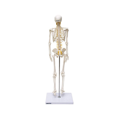 Human Skeleton Model, Anatomically Correct With Movable Joints, 3 Part Skull With Removable Calvarium and Articulating Jaw, On Base, 85 cm Tall,Showing Spinal Nerves