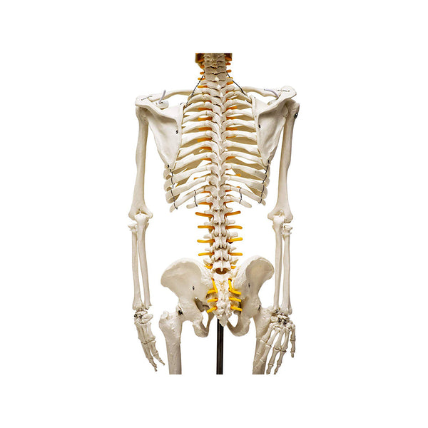 Human Skeleton Model, Anatomically Correct With Movable Joints, 3 Part Skull With Removable Calvarium and Articulating Jaw, On Base, 85 cm Tall,Showing Spinal Nerves