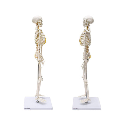 Human Skeleton Model, Anatomically Correct With Movable Joints, 3 Part Skull With Removable Calvarium and Articulating Jaw, On Base, 85 cm Tall,Showing Spinal Nerves