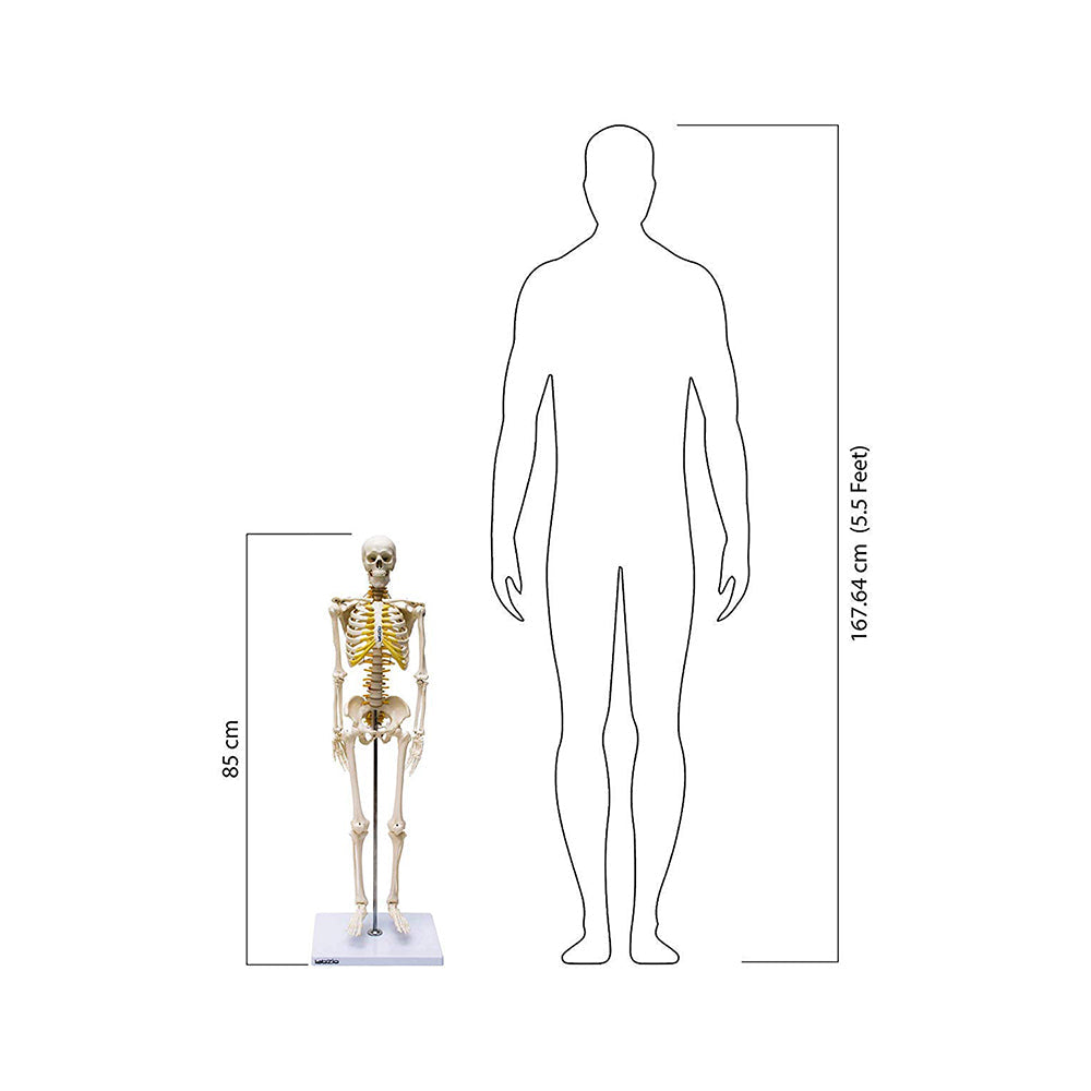 Human Skeleton Model, Anatomically Correct With Movable Joints, 3 Part Skull With Removable Calvarium and Articulating Jaw, On Base, 85 cm Tall,Showing Spinal Nerves