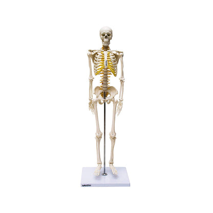 Human Skeleton Model, Anatomically Correct With Movable Joints, 3 Part Skull With Removable Calvarium and Articulating Jaw, On Base, 85 cm Tall,Showing Spinal Nerves