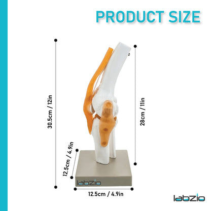LABZIO by EISCO - Premium Human Knee Joint Model with Ligaments Flexible 1:1 Scientific Life Size with Premium Display Base Best Teaching Tool for Patient Education & Anatomy Study