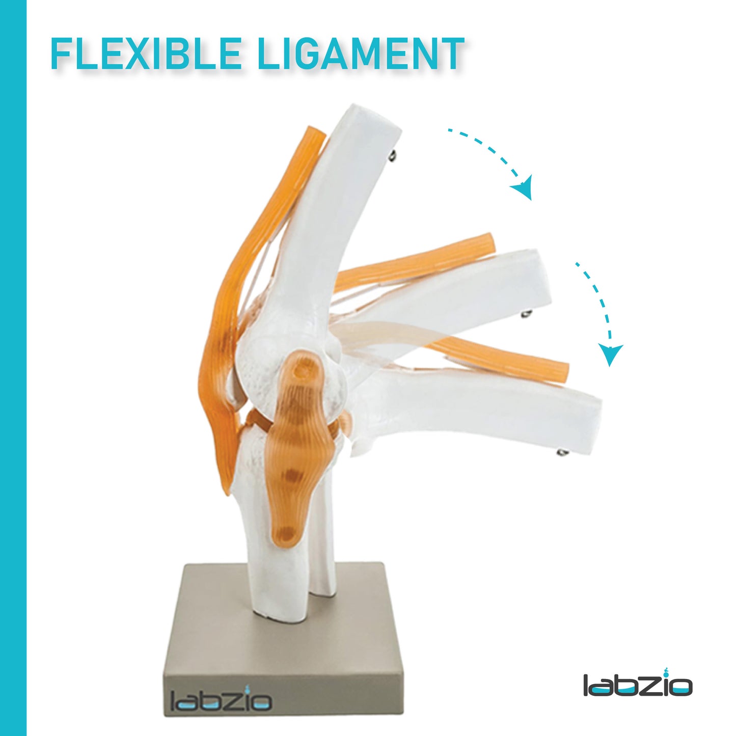 LABZIO by EISCO - Premium Human Knee Joint Model with Ligaments Flexible 1:1 Scientific Life Size with Premium Display Base Best Teaching Tool for Patient Education & Anatomy Study
