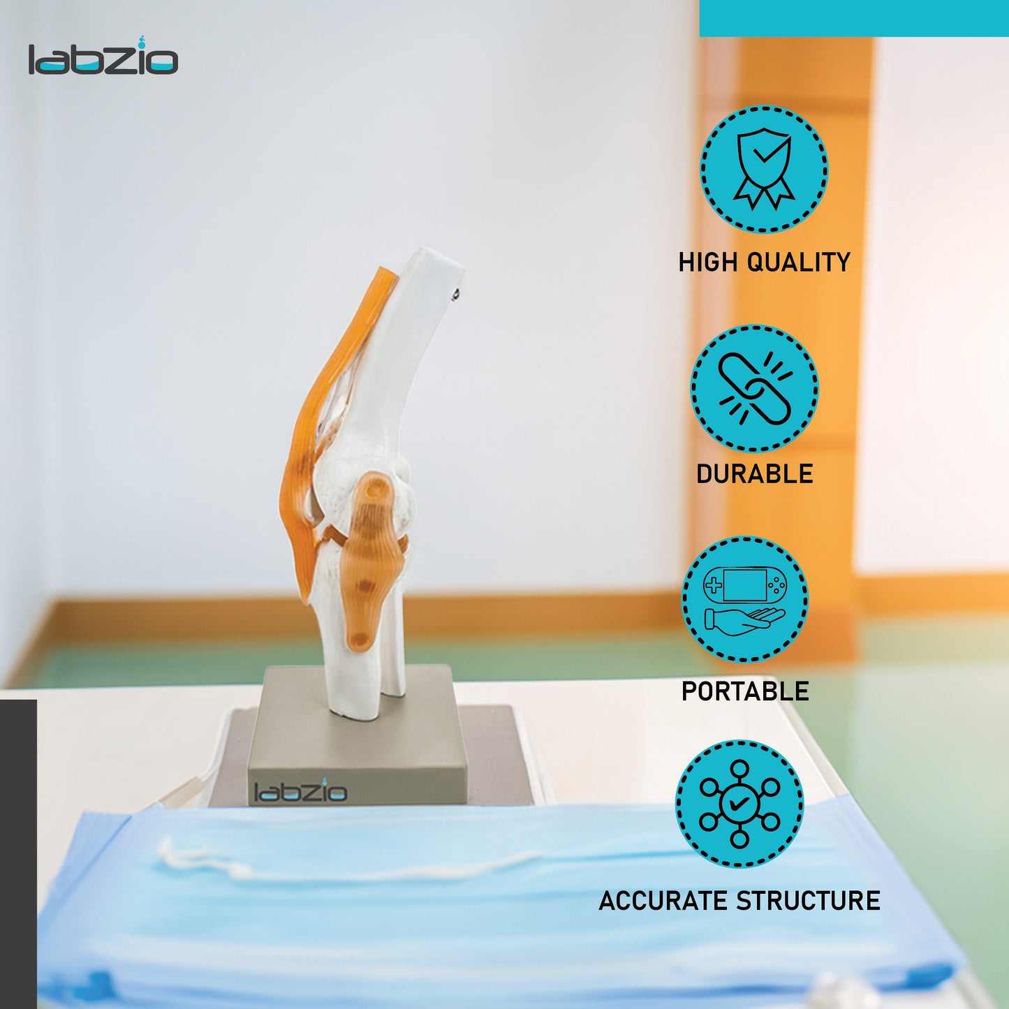 LABZIO by EISCO - Premium Human Knee Joint Model with Ligaments Flexible 1:1 Scientific Life Size with Premium Display Base Best Teaching Tool for Patient Education & Anatomy Study