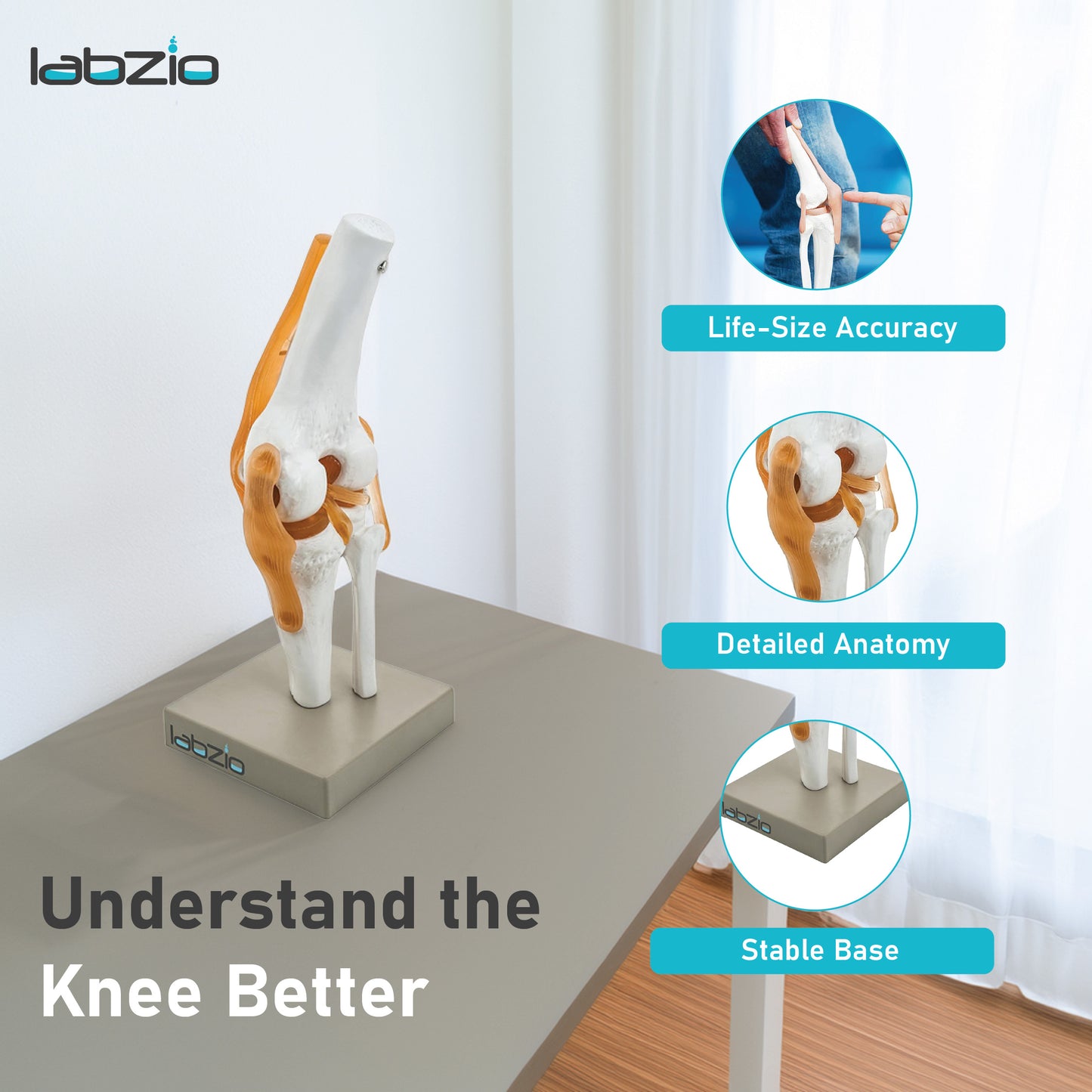 LABZIO by EISCO - Premium Human Knee Joint Model with Ligaments Flexible 1:1 Scientific Life Size with Premium Display Base Best Teaching Tool for Patient Education & Anatomy Study