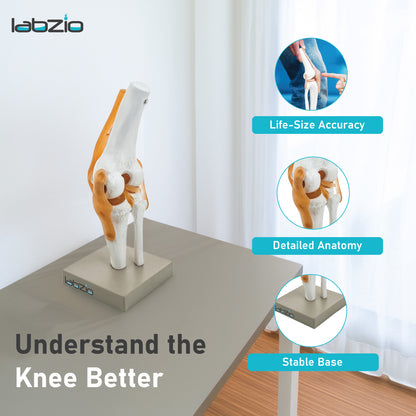 LABZIO by EISCO - Premium Human Knee Joint Model with Ligaments Flexible 1:1 Scientific Life Size with Premium Display Base Best Teaching Tool for Patient Education & Anatomy Study