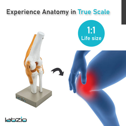 LABZIO by EISCO - Premium Human Knee Joint Model with Ligaments Flexible 1:1 Scientific Life Size with Premium Display Base Best Teaching Tool for Patient Education & Anatomy Study