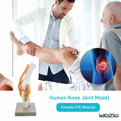 LABZIO by EISCO - Premium Human Knee Joint Model with Ligaments Flexible 1:1 Scientific Life Size with Premium Display Base Best Teaching Tool for Patient Education & Anatomy Study