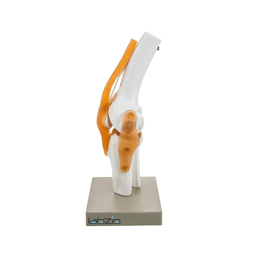 Human Knee Joint Model with Flexible Ligaments, Anatomically Accurate, Orthopedic Model, With Detailed Study Key Card