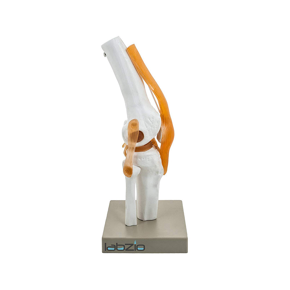 Human Knee Joint Model with Flexible Ligaments, Anatomically Accurate, Orthopedic Model, With Detailed Study Key Card