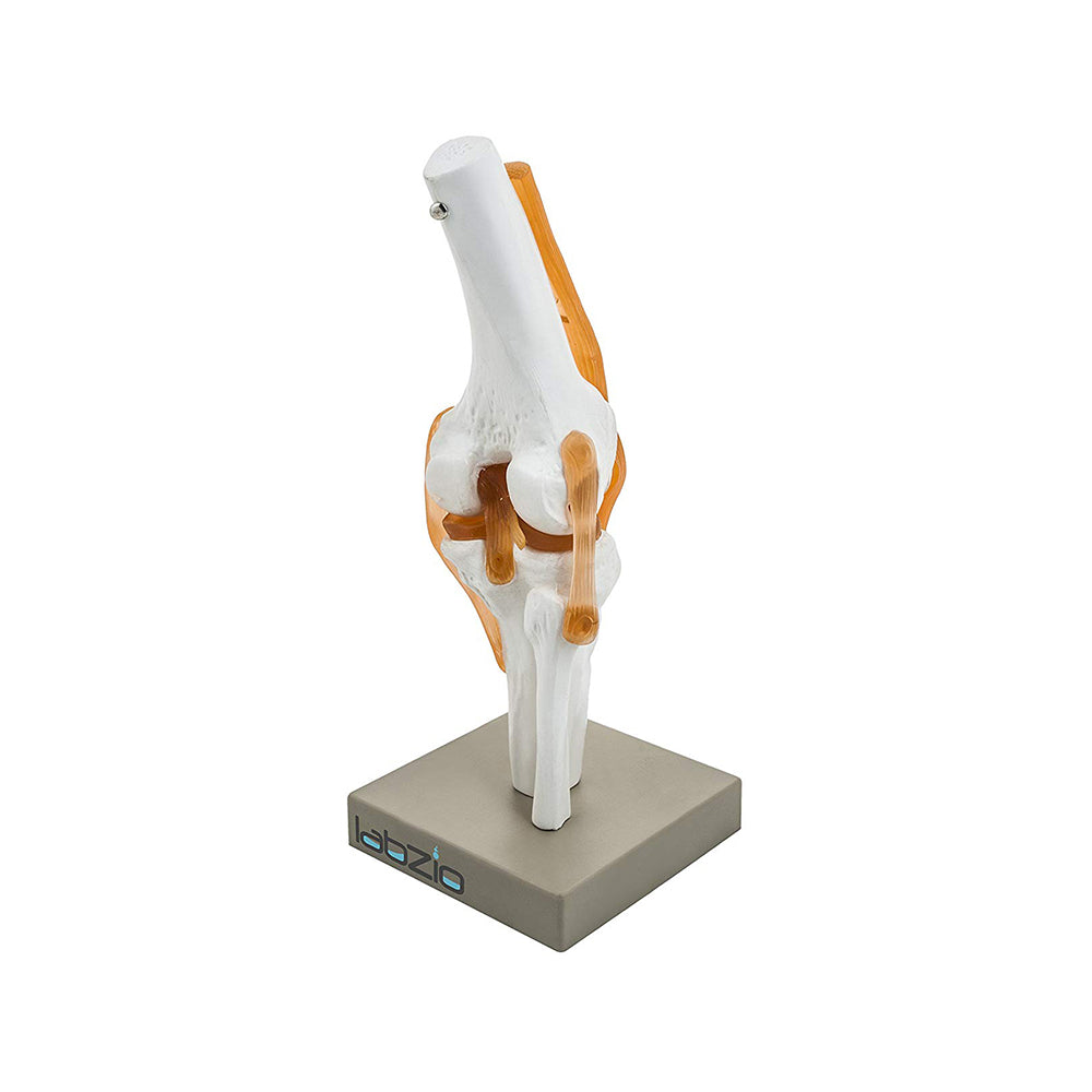 Human Knee Joint Model with Flexible Ligaments, Anatomically Accurate, Orthopedic Model, With Detailed Study Key Card