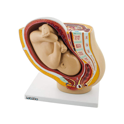 Female Pelvis Anatomical Model with Full Month Fetus, 2 Parts, with Removable Fetus and Shopwing Placenta, Includes Detailed Numbered Key Card