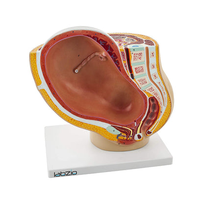 Female Pelvis Anatomical Model with Full Month Fetus, 2 Parts, with Removable Fetus and Shopwing Placenta, Includes Detailed Numbered Key Card