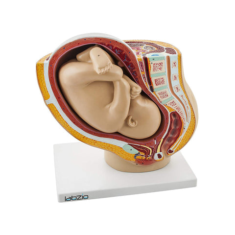 Female Pelvis Anatomical Model with Full Month Fetus, 2 Parts, with Removable Fetus and Shopwing Placenta, Includes Detailed Numbered Key Card