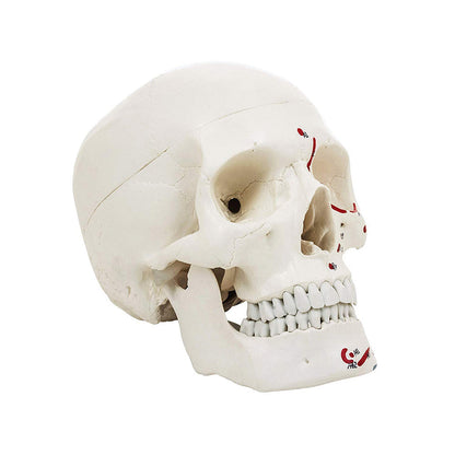 Premium Life Size Human Skull Model, Painted to Show Muscle Insertions, Anatomical Skull, with Removable Calvarium and Articulating Jaw, 3 Parts