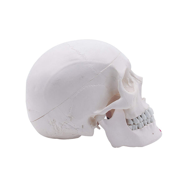 Premium Life Size Human Skull Model, Painted to Show Muscle Insertions, Anatomical Skull, with Removable Calvarium and Articulating Jaw, 3 Parts