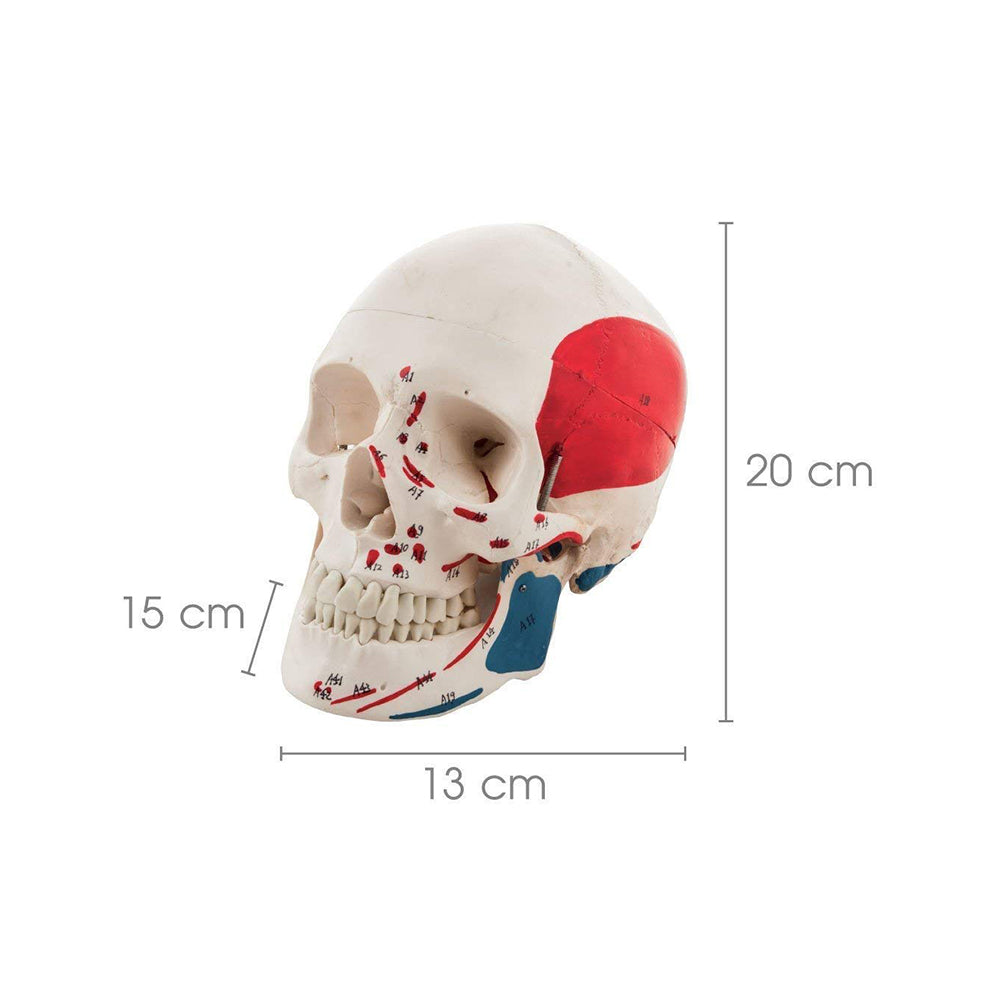 Premium Life Size Human Skull Model, Painted to Show Muscle Insertions, Anatomical Skull, with Removable Calvarium and Articulating Jaw, 3 Parts